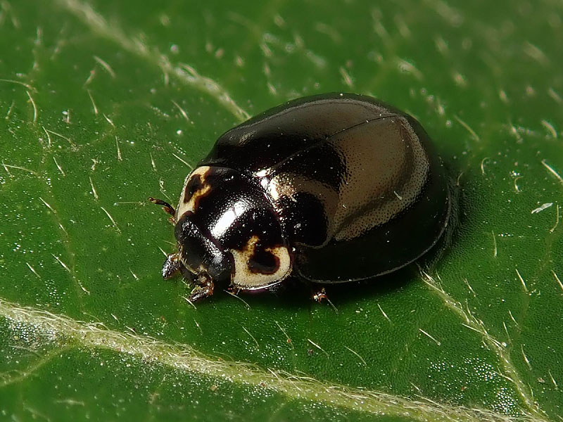 Coccinellidae da identificare: Oenopia impustulata!